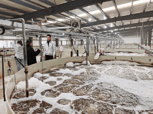 從碧海到餐桌 濱州海水養殖尾水零排放的綠色革命