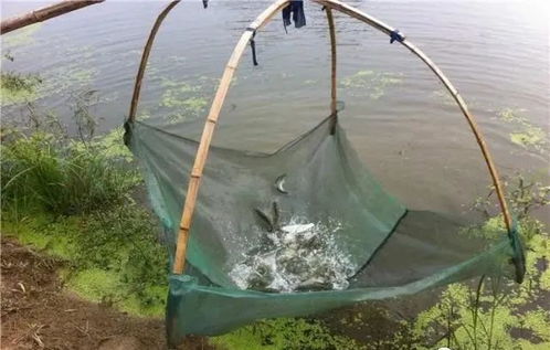內陸水產養殖銷售 把握未來趨勢，養殖者行動指南